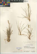 صورة Poa atropurpurea Scribn.