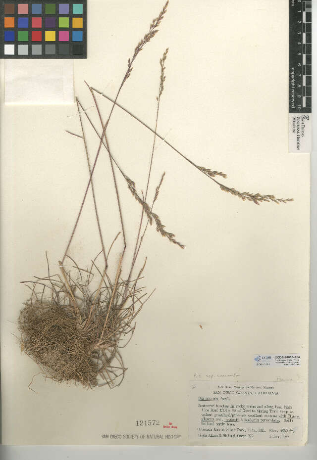 Image de Poa secunda subsp. secunda