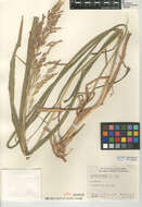 Image of Johnson grass