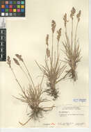 Poa pratensis subsp. pratensis的圖片