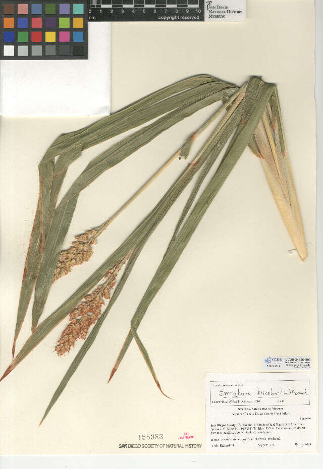 Image of sorghum