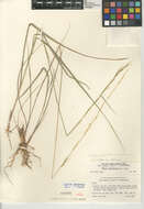 Imagem de Stipa occidentalis var. californica