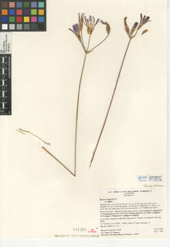 Sivun Brodiaea elegans subsp. elegans kuva