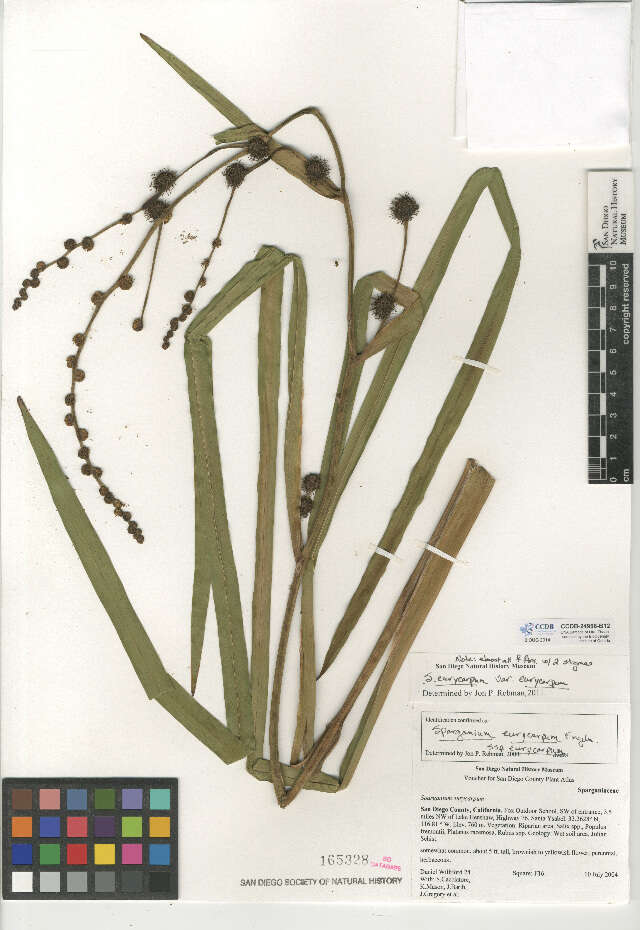 Image of Sparganium eurycarpum subsp. eurycarpum
