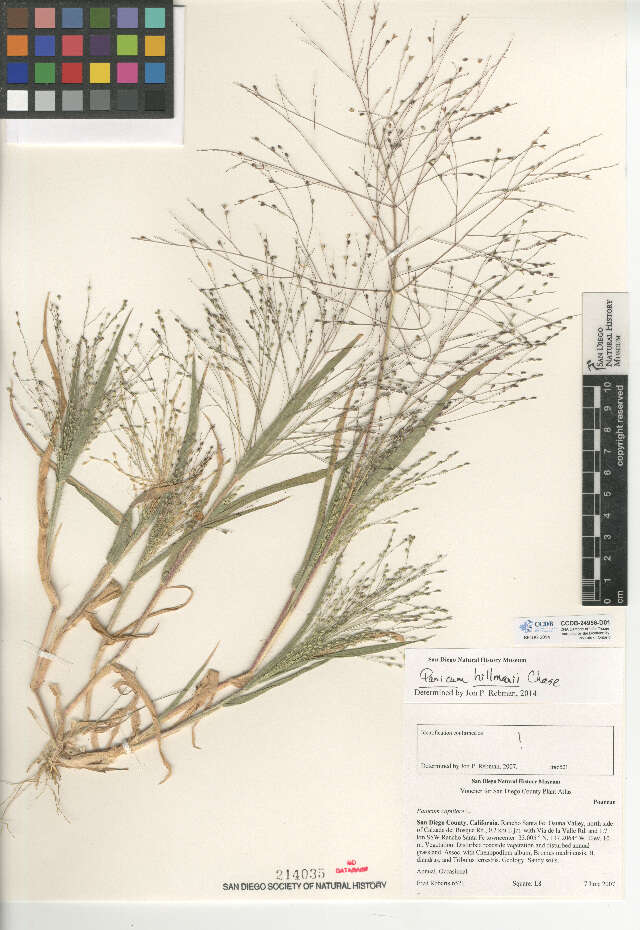 Image of Hillman's panicgrass