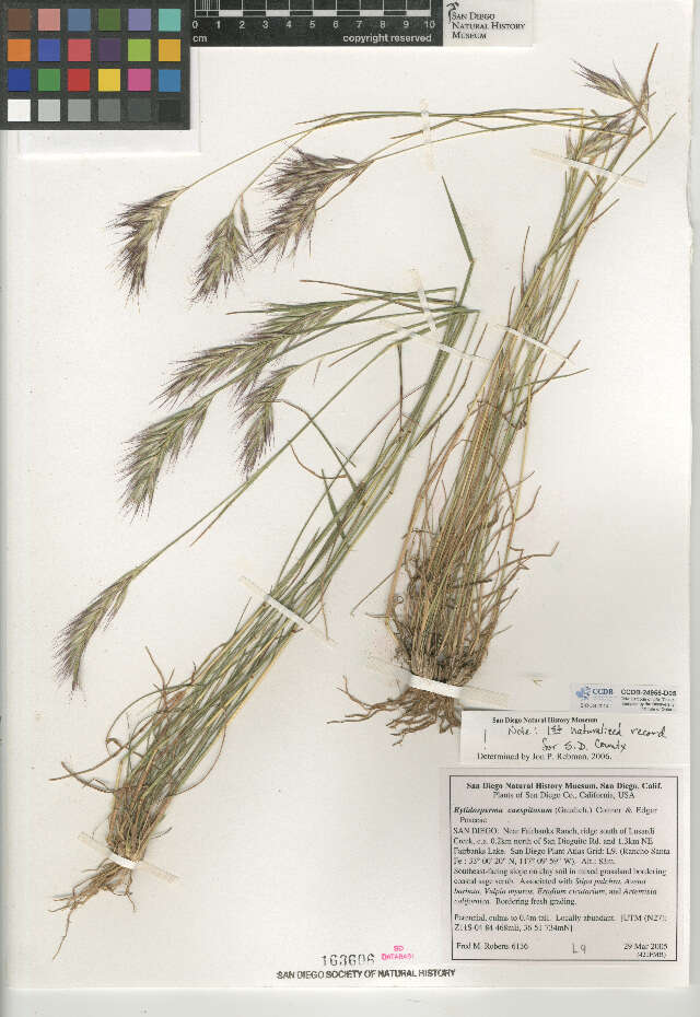 Rytidosperma caespitosum (Gaudich.) Connor & Edgar resmi