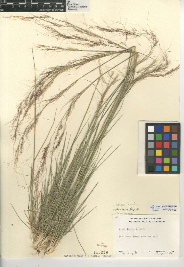 Imagem de Stipa lepida