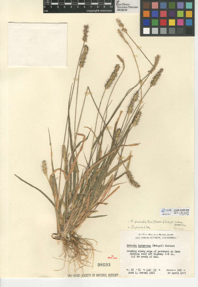صورة Setaria pumila subsp. pumila