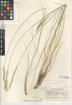 Image of Stipa lemmonii var. lemmonii