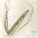 Image of Stipa tenuissima