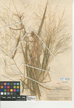 Image of witch grass