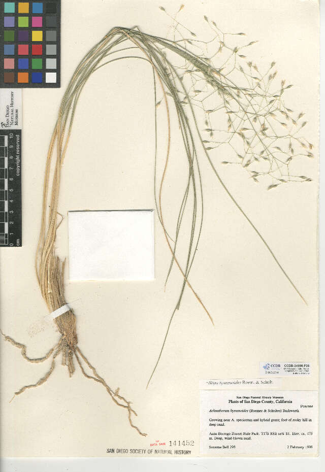 Imagem de Stipa hymenoides