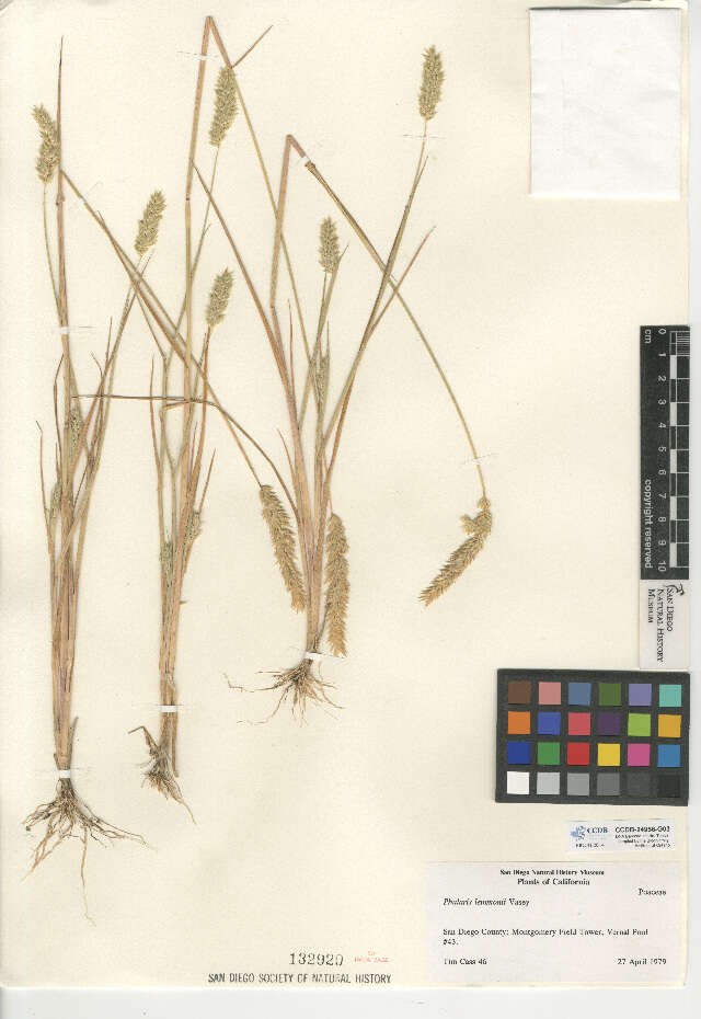 Image of Lemmon's canarygrass