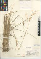 Image of purple needlegrass