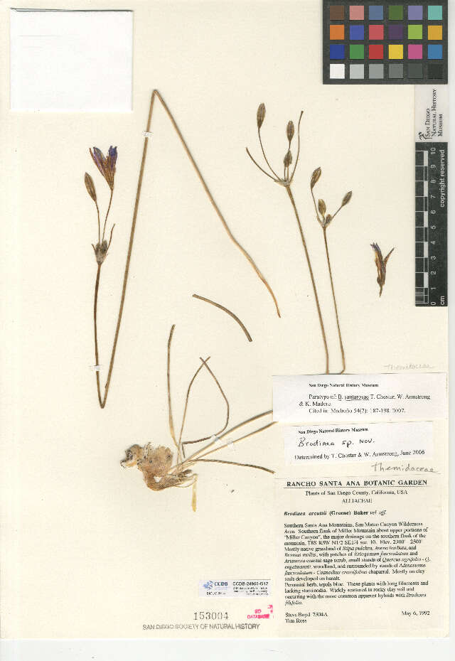 Sivun Brodiaea santarosae T. J. Chester, W. P. Armstr. & Madore kuva