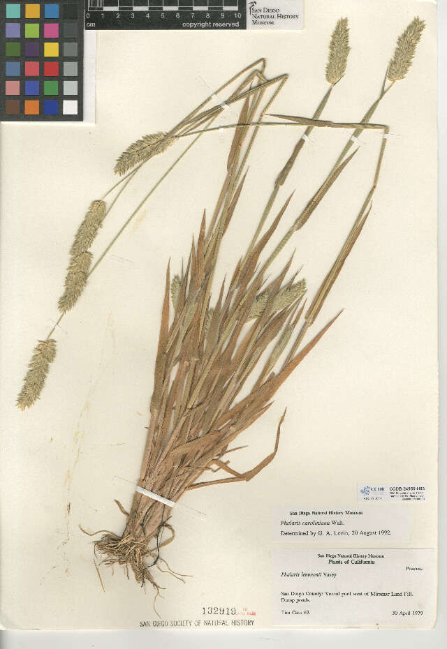 Image of Carolina canarygrass