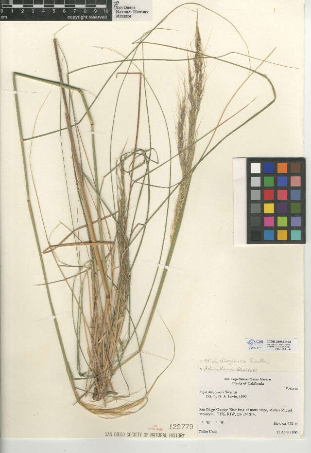 Imagem de Stipa diegoensis