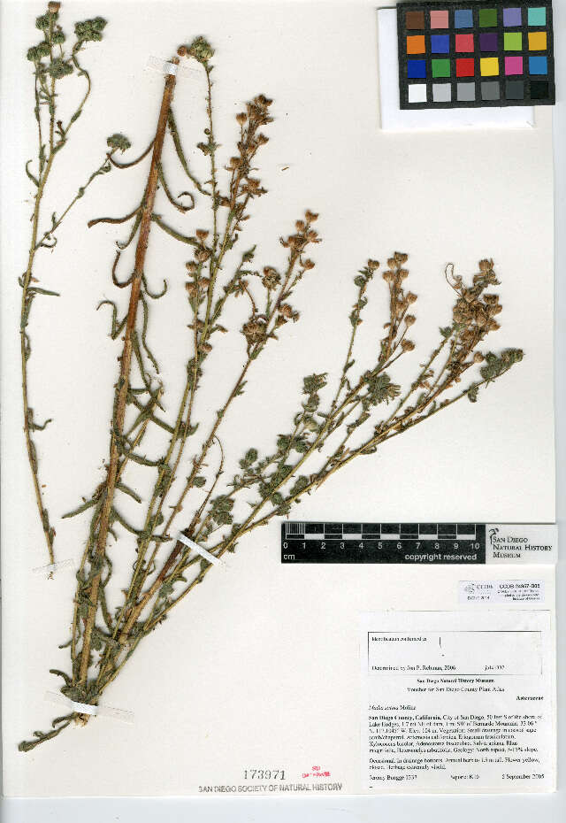 Image of coast tarweed