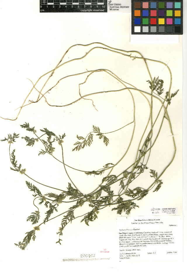 Torilis nodosa (L.) Gaertner resmi
