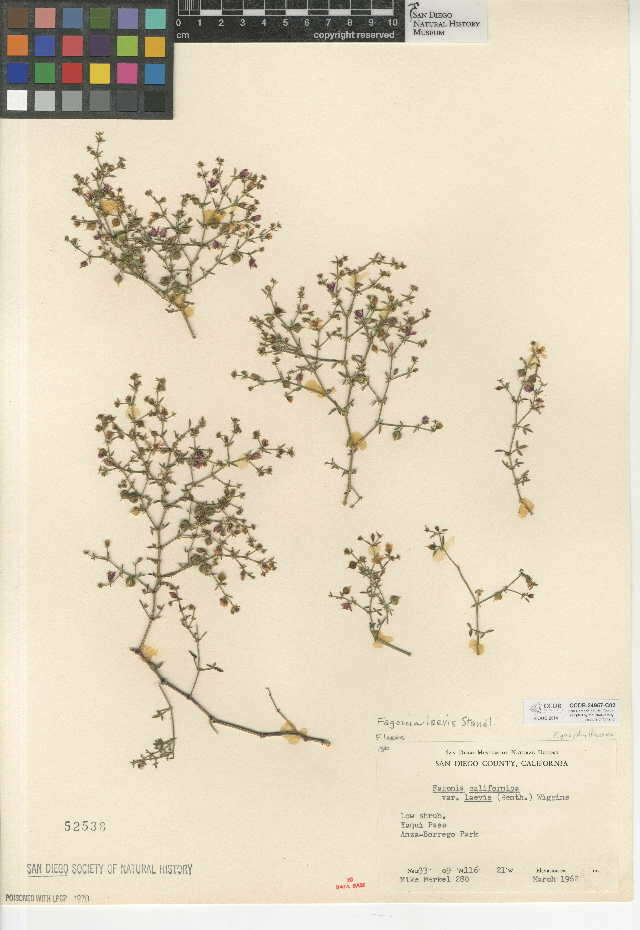 Image of Zygophyllales