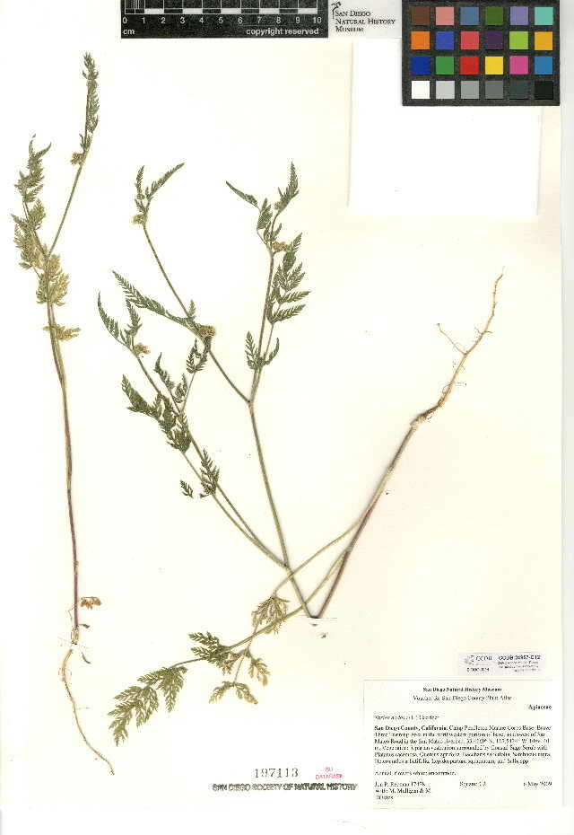 Torilis nodosa (L.) Gaertner resmi