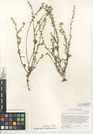 Image of Cryptantha intermedia var. johnstonii