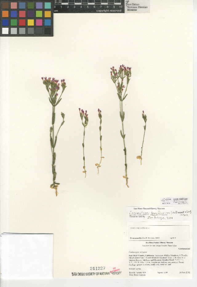 Image of slender centaury