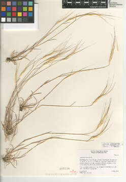 Image of barbed goatgrass