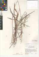 Image of longflowered veldtgrass