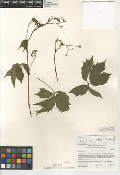 Image of Parthenocissus vitacea