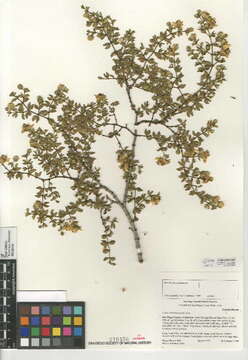 Image de Larrea tridentata (Sesse & Moc. ex DC.) Coult.