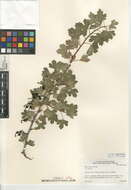 Image de Ribes aureum var. aureum