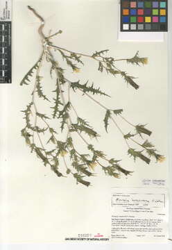 صورة Mentzelia hirsutissima S. Wats.