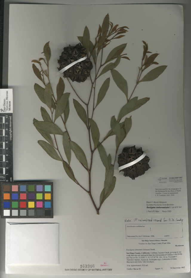 Imagem de Eucalyptus conferruminata D. J. Carr & S. G. M. Carr