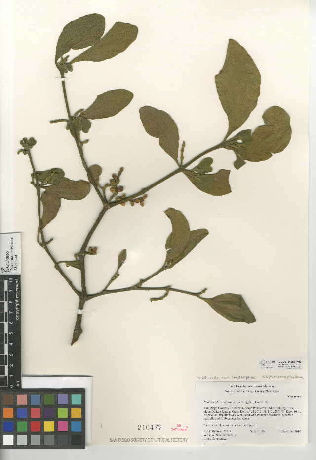 Imagem de Phoradendron leucarpum subsp. macrophyllum (Engelm.) J. R. Abbott & R. L. Thomps.