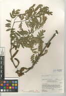 Image of Honey Locust