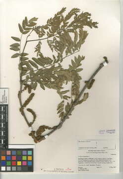 Image of Honey Locust