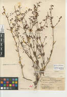 Imagem de Eriogonum angulosum Benth.