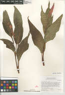 Image of Persicaria amphibia