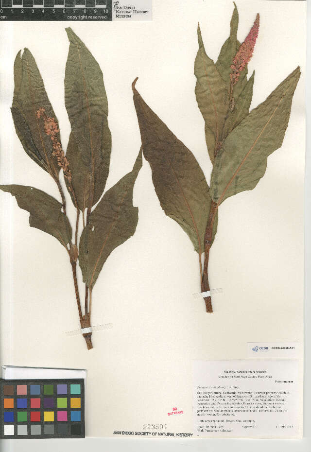 Image of Persicaria amphibia