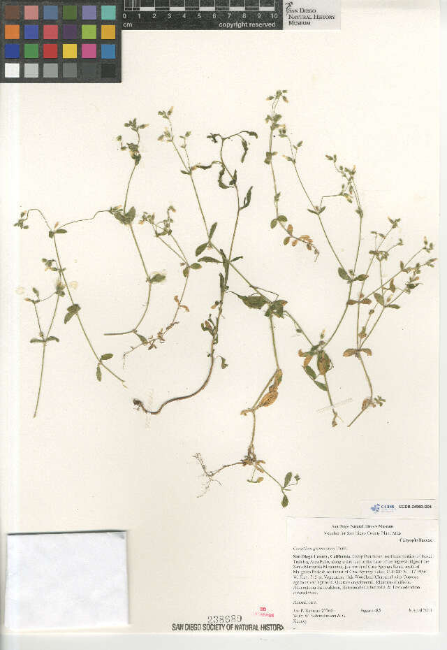 Image of sticky chickweed