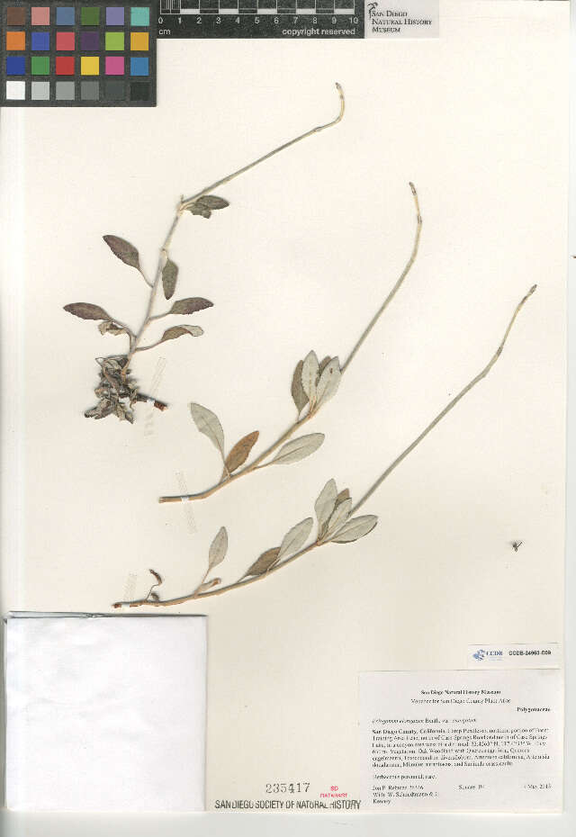 Image of Eriogonum elongatum elongatum