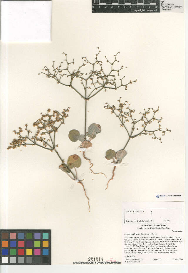 Eriogonum deflexum deflexum resmi