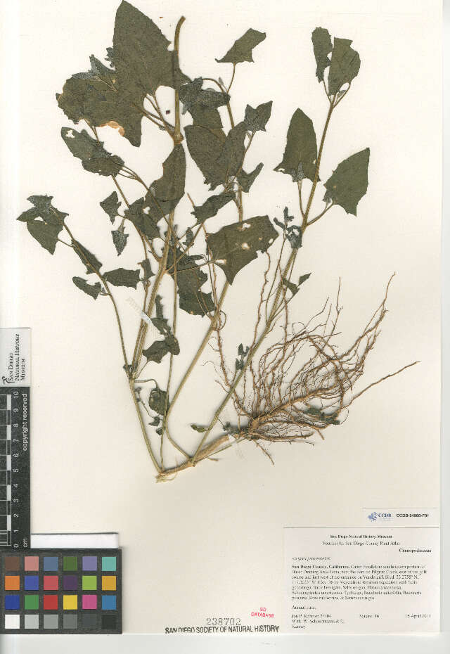 Image of hastate orache,spear-leaved orache