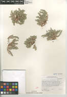 Image of <i>Cardionema ramosissimum</i>