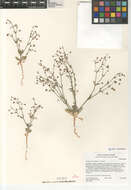 Imagem de Eriogonum maculatum A. A. Heller