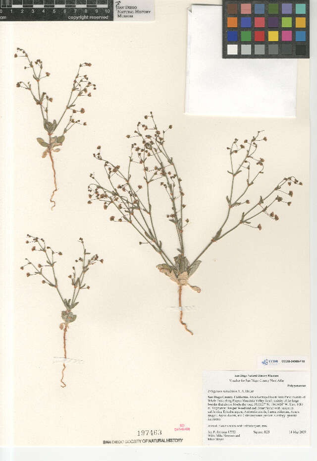 Imagem de Eriogonum maculatum A. A. Heller