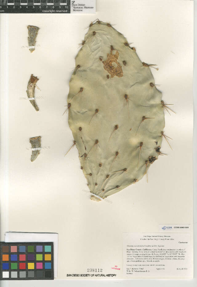 Image of Opuntia xoccidentalis