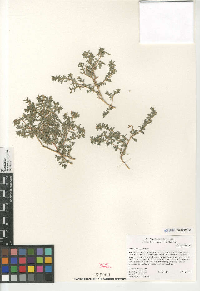 Image of Davidson's Saltbush