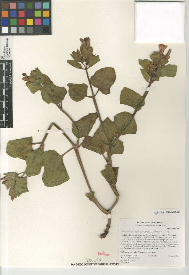 Image of Mirabilis multiflora pubescens